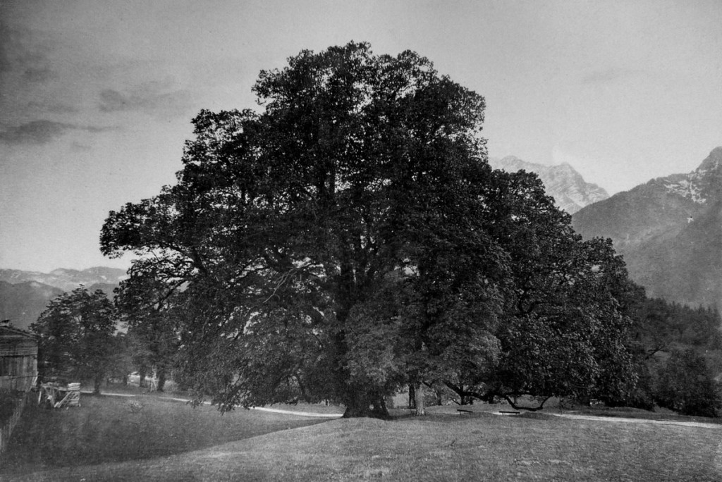 Hindenburglinde um 1900 ©Friedrich Stützer