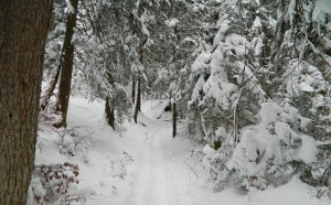 Winterromantik beim Aufstieg zum Hirscheck