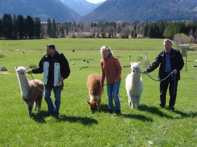 Alpakas am Soccerpark in Inzell©Chiemgau Tourismus eV