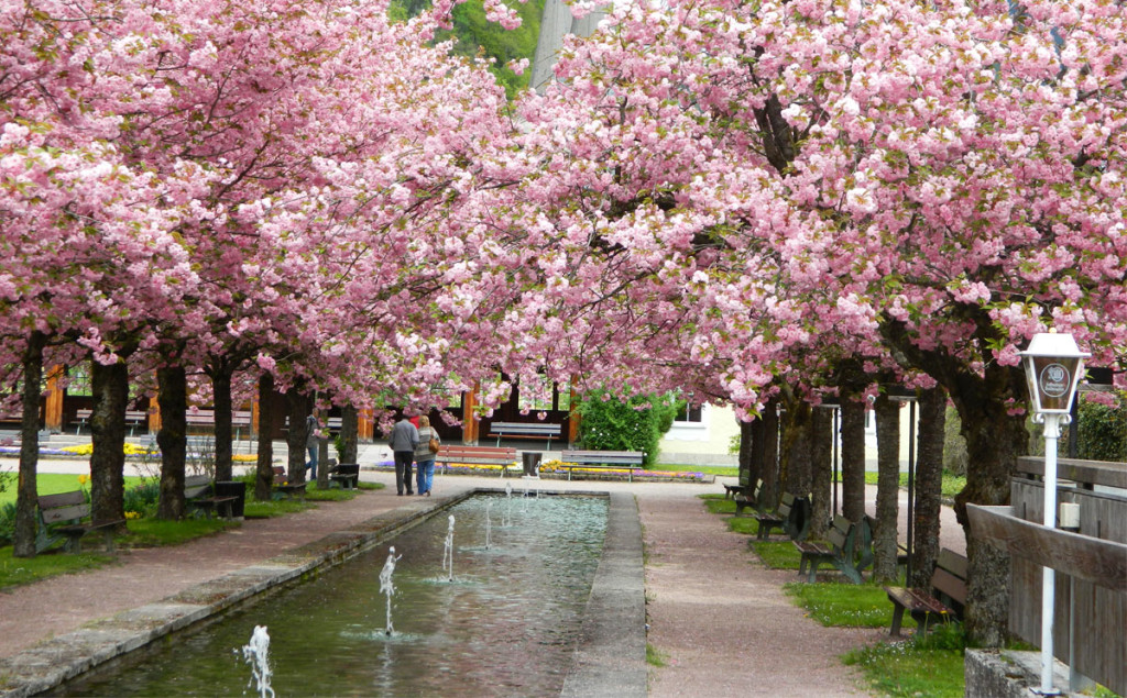 Kirschblüten Pergola Blütendach