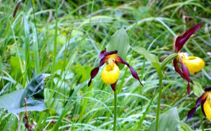 Frauenschuh - Orchidee im Nationalpark Berchtesgaden 