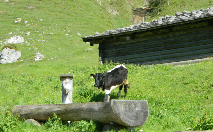 Schwarzes Pinzgauer Kalb auf der Bindalm