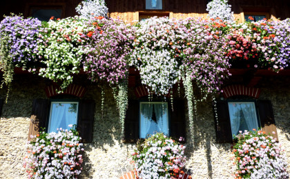 Balkonblumen bei Familie Helminger, Teisendorf