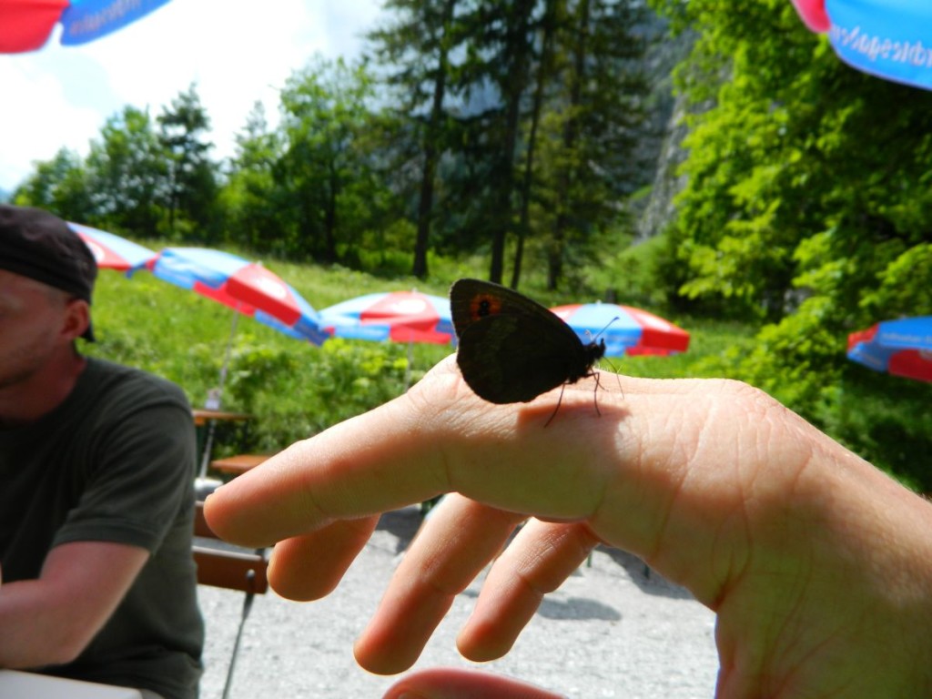 Schmetterling am Wimbachschloss