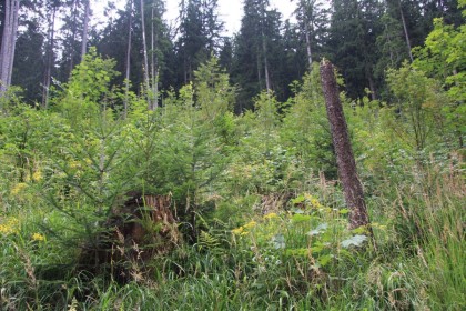 Verjüngung Bergwald