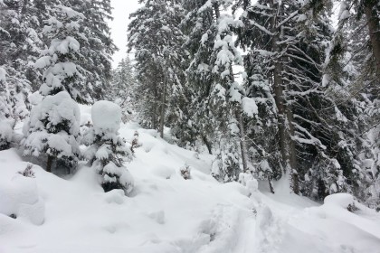Aufstieg durch den verschneiten Wald