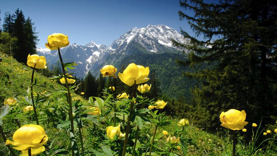 Trollblumenwiese im Nationalpark Berchtesgaden © Nautilusfilm/Julius Kramer