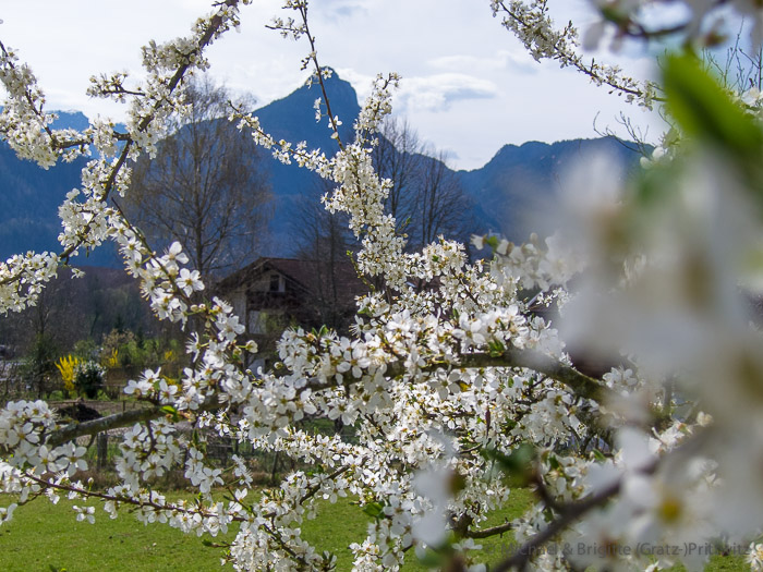 Frühling im Nonner Unterland
