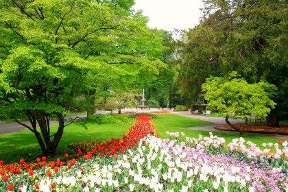 Tulpenblüte im Königlichen Kurgarten