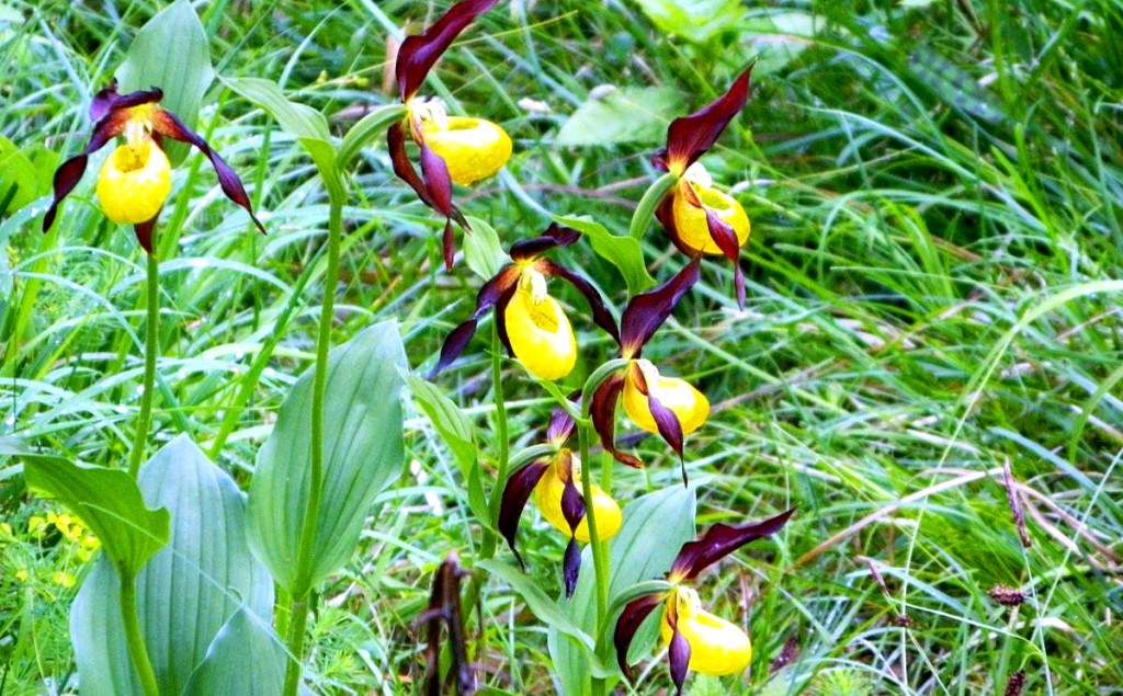 Gelber Frauenschuh - heimische Orchidee