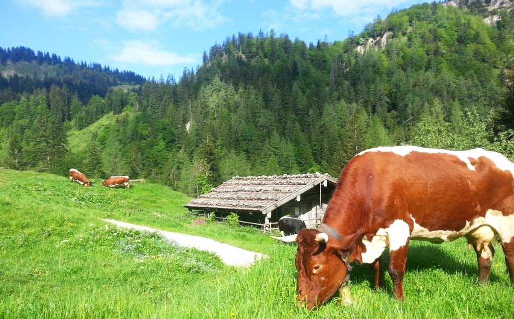 Pinzgauer Kuh auf der Bindalm