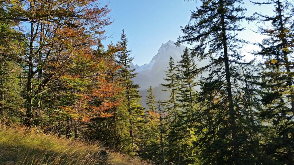 Blick durch den Herbstwald zum Watzmann