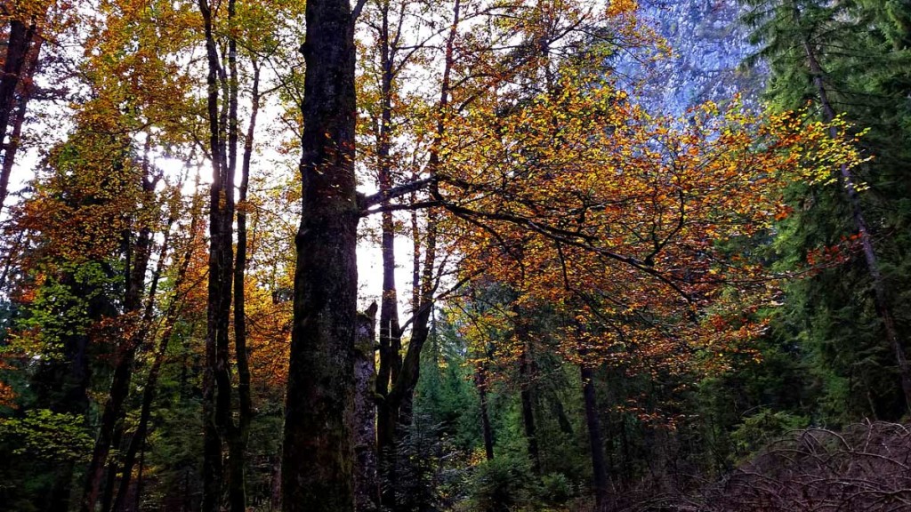 herbstlicher Wald im Wimbachtal