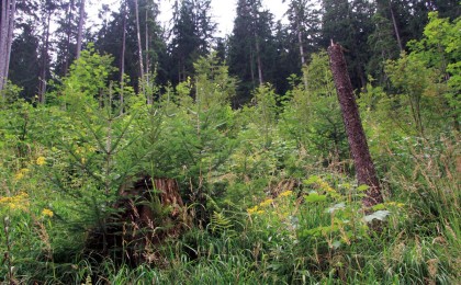Waldverjüngung im Nationalpark Berchtesgaden
