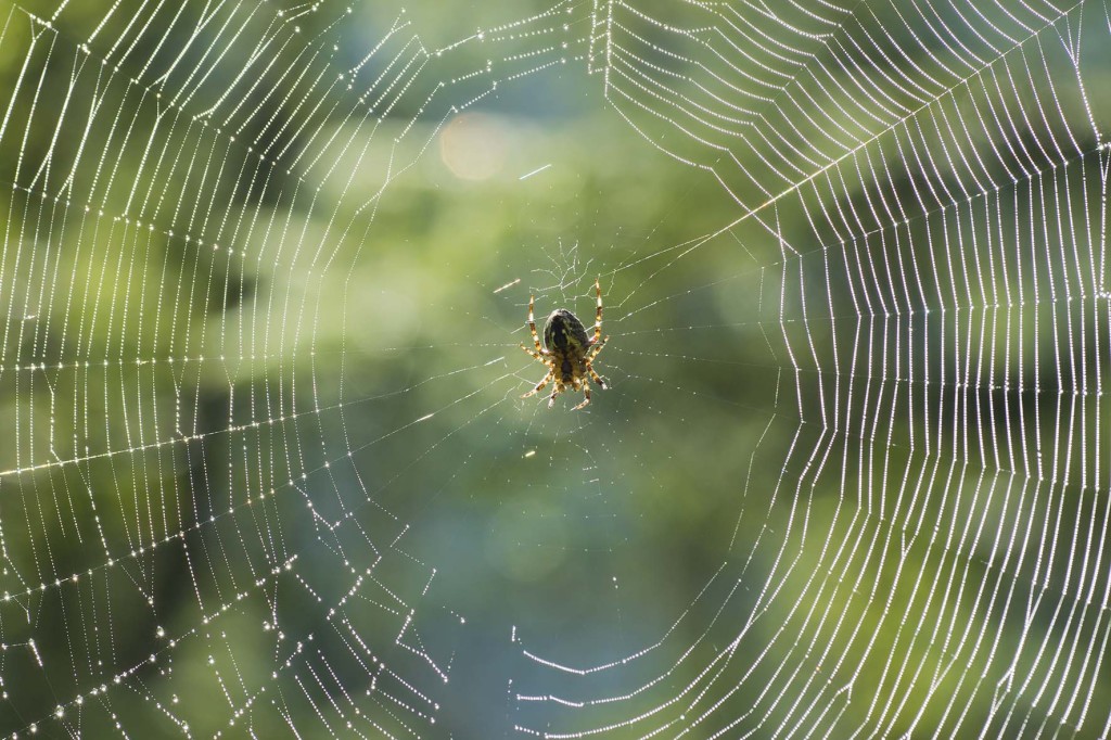 Spinne in ihrem Netz auf dem Weg zum Funtensee