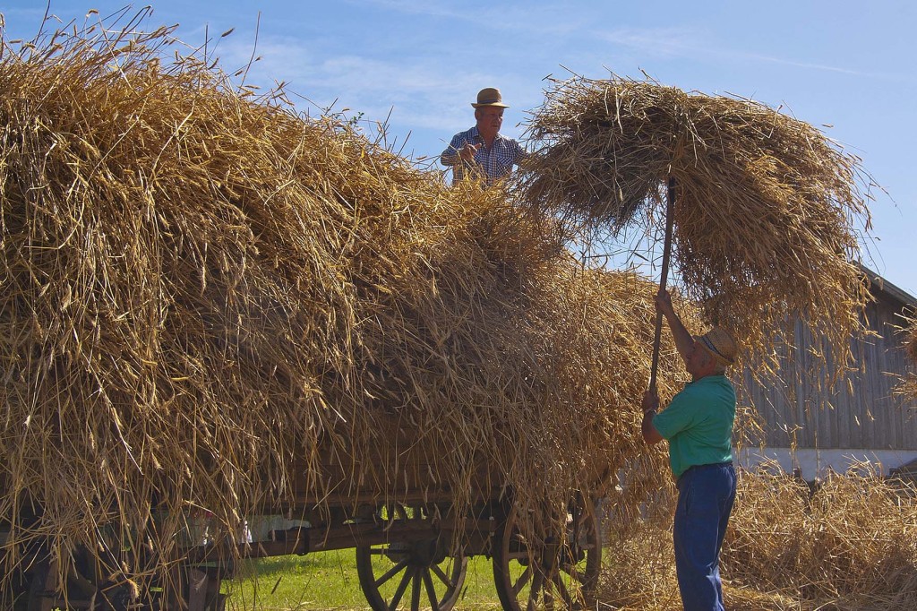 im Bauernhofmuseum Hof - das ausgedrosche Getreide wird als Stroh auf dem Wagen geladen - zum traditionellen Dampfdreschen - Kirchanschoering