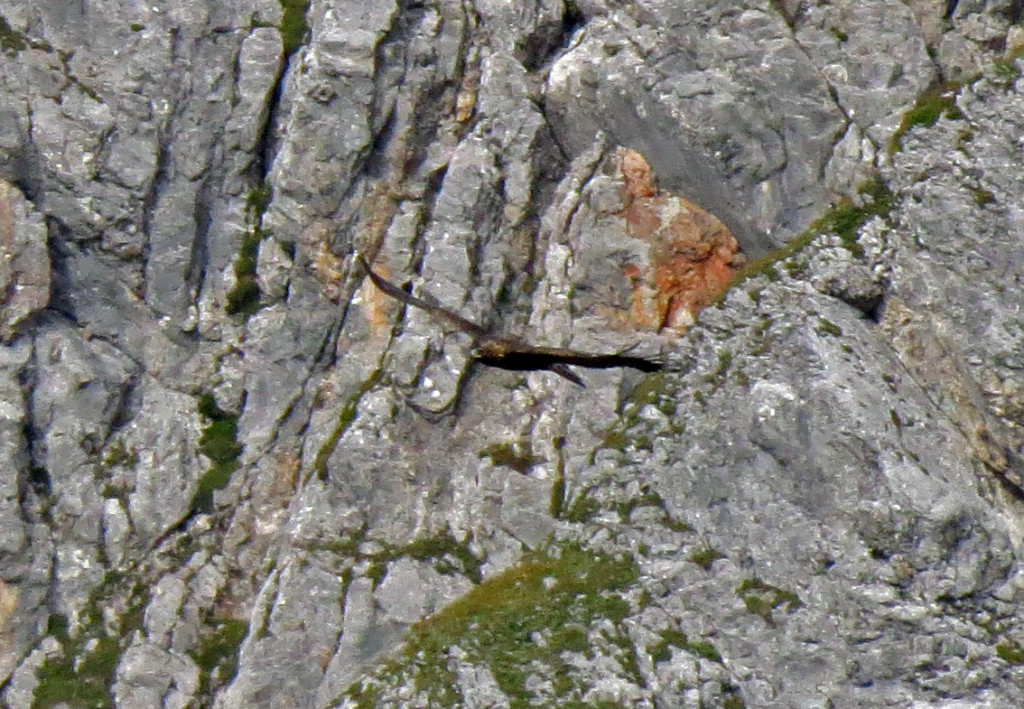 Kreisender Adler am Kahlersberg