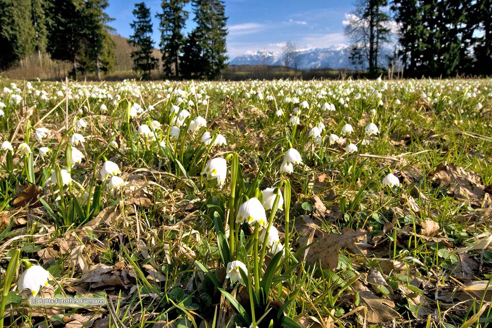 Schneeglöckchen oder auch Frühlingsknotenblume genannt (Leucojum vernum), Rupertiwinkel, Berchtesgadener Land, Oberbayern