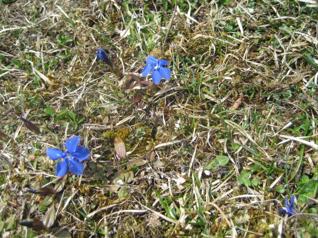 Schusternagein sind mit den Leberblümchen einer der ersten Blumen nach dem Winter