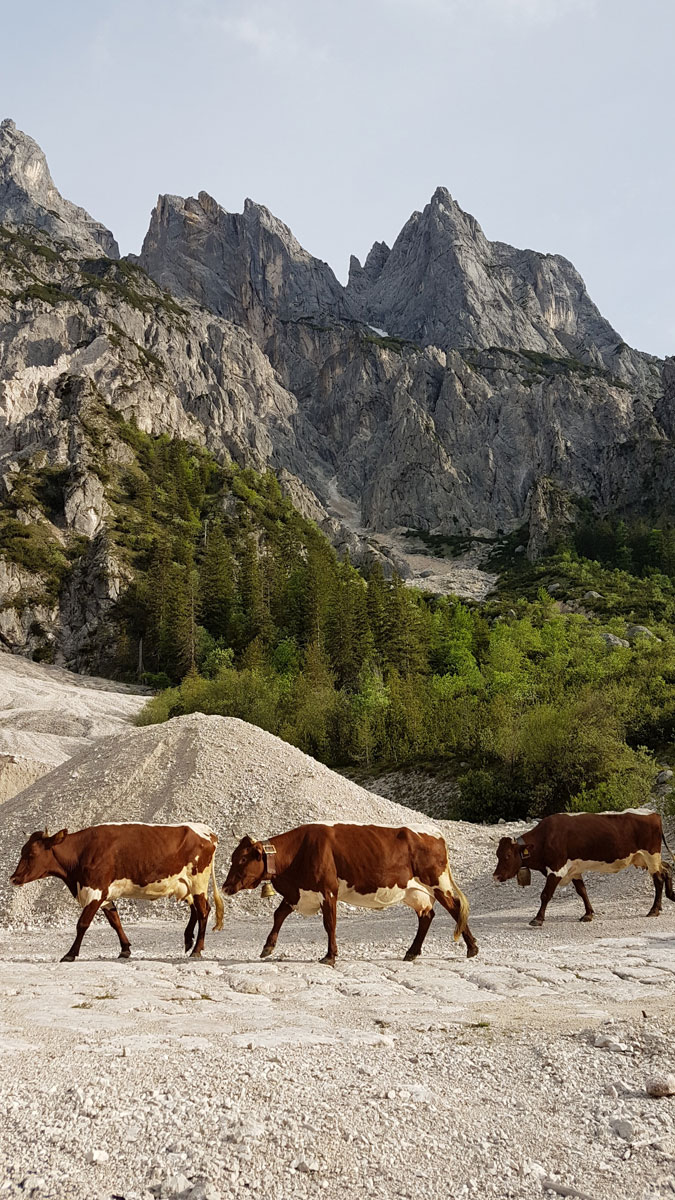 Mühlsturzhörner: Die Ramsauer Dolomiten