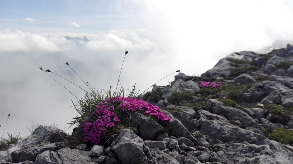 Farbtupfer am Hohen Brett, hinten ragt die Schönfeldspitze aus dem Wolkenmeer