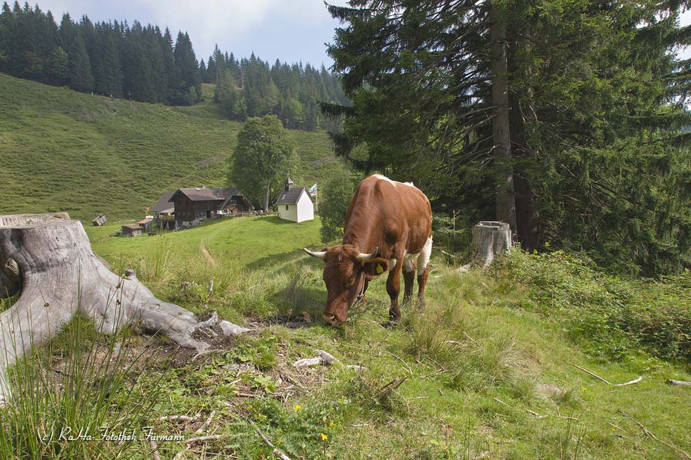 auf der Steiner Alm mit dem Zwiesel im Hintergrund - Gemeinde Piding, Berchtesgadener Land, Rupertiwinkel, Oberbayern, Deutschland