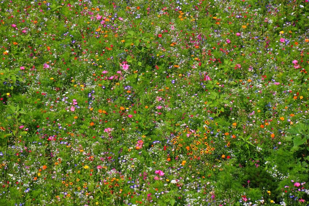 ökologisch wertvoll: Blumenwiese in der Alpenstadt