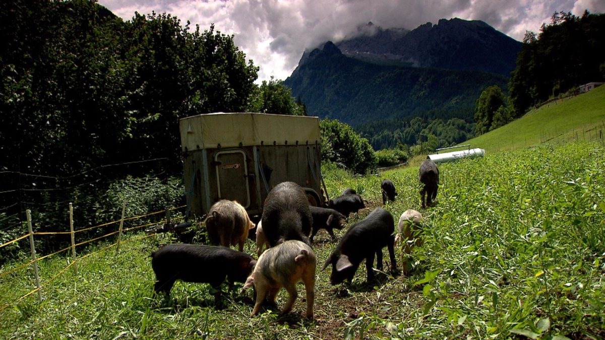 Die Alpenschweine beim Kederbacher auf der Weide © BR