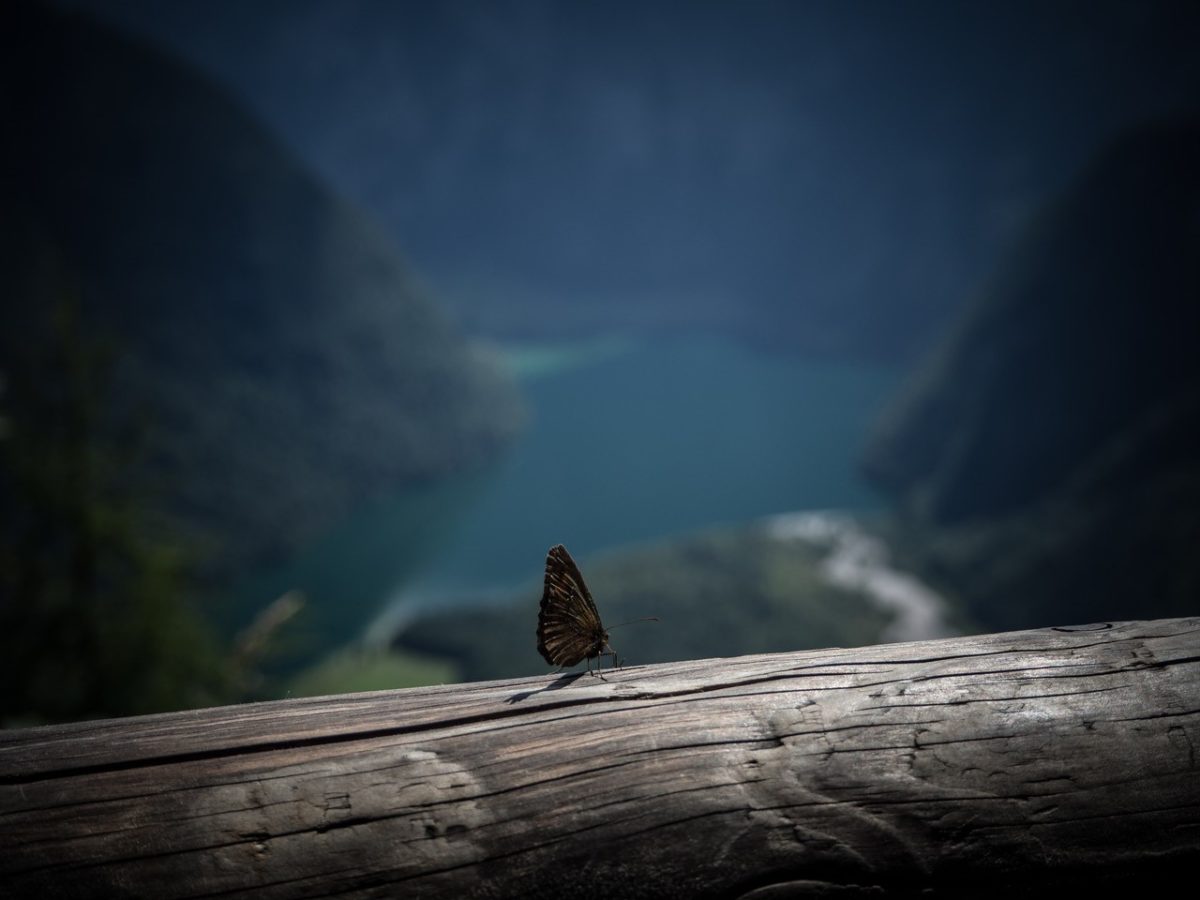 Ein Schmetterling an der Archenkanzel