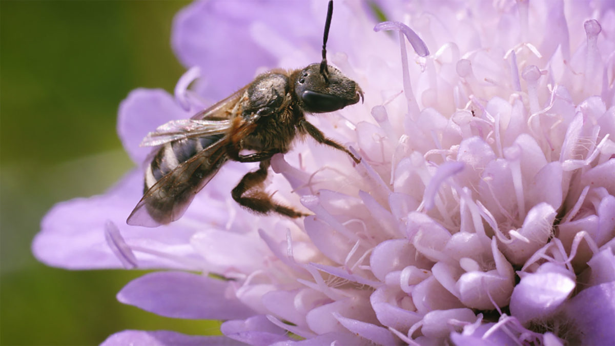 Wildbiene in der Biosphärenregion Berchtesgadener Land © Allianz