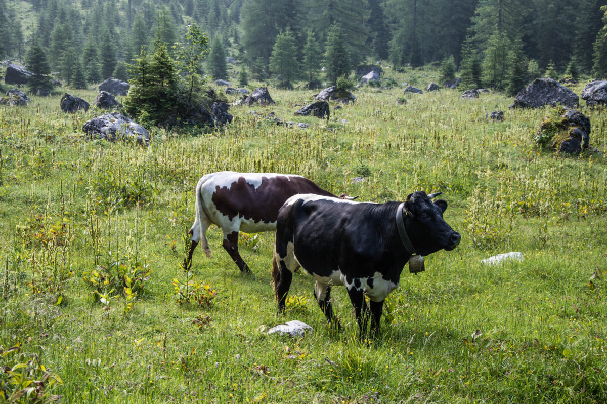 Eine echte Rarität: Ein schwarzes Pinzgauer Rind