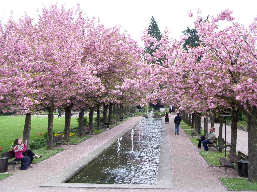 Kirschblüte im Kurgarten
