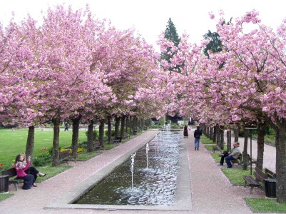 Kirschblüte Hanami