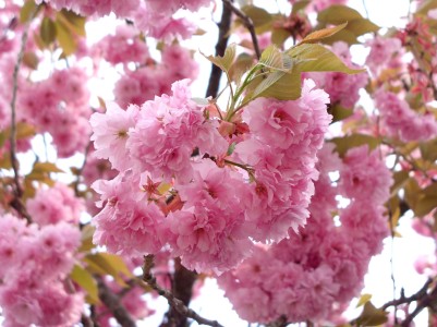 Zierkirsche Blüte, Kirschblüte, Hanami