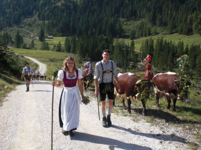 Sennerin Karin führt ihre Herde von der Schwarzbachalm auf die Alpenstraße