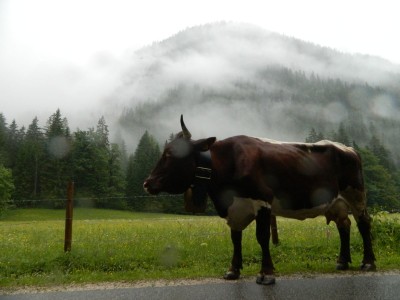 Kuh im Klausbachtal