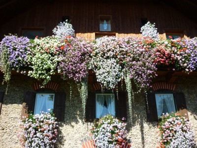 Balkonblumen bei Familie Helminger, Teisendorf