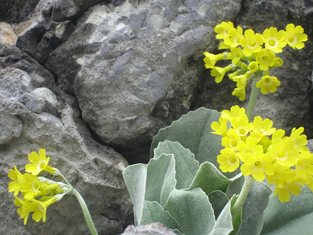 Frühlingsblumen im Watzmanngebiet
