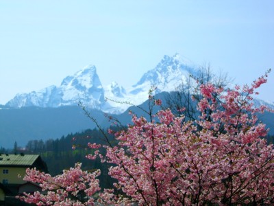 Watzmann mit Kirschblüten