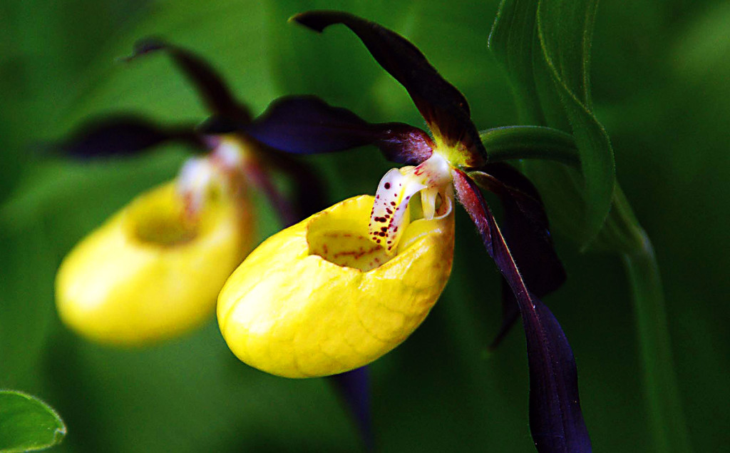 Frauenschuh – Orchidee im Nationalpark