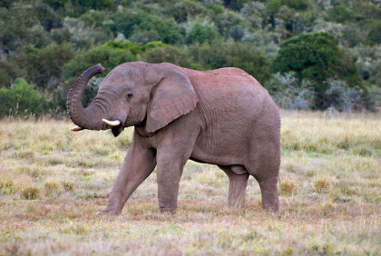 Afrikanische Elefanten hören mit den Füßen