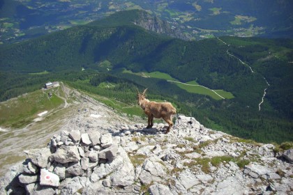 Steinböcke im Nationalpark Berchtesgaden