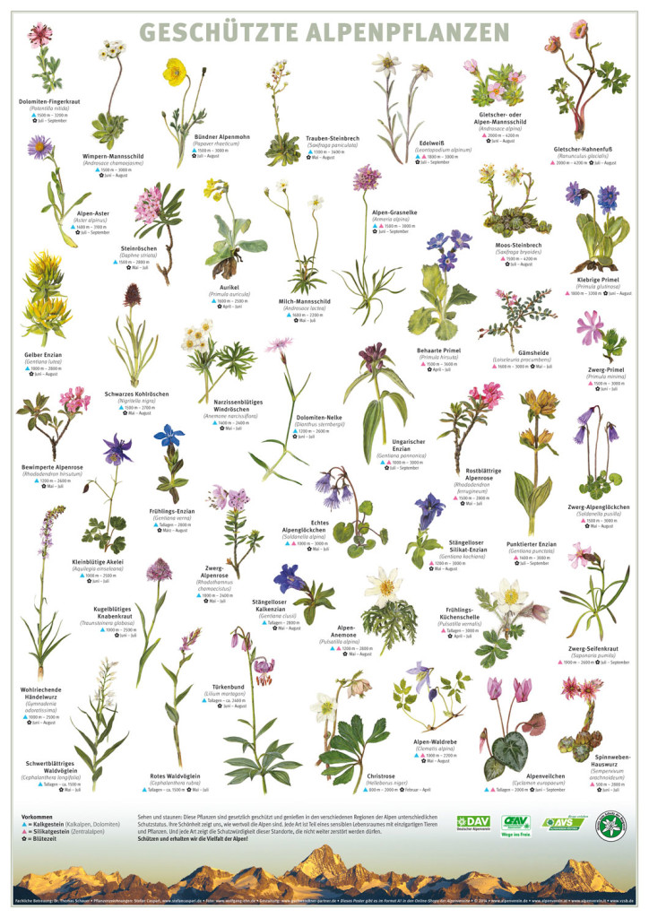 44 geschützte Alpenpflanzen