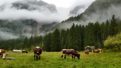 Kühe auf der Schwarzbachalm