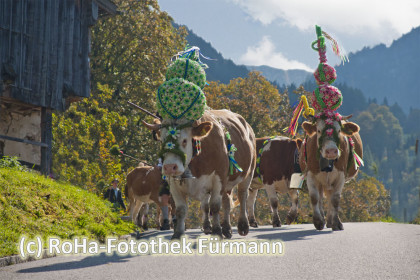 das Vieh auf dem Weg zum Heimathof Obersulzberglehen