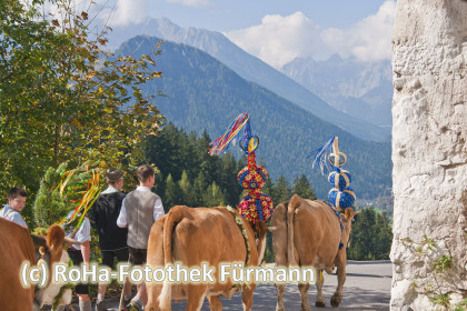 das Vieh mit Treibern auf dem Weg zum Heimathof Obersulzberglehen