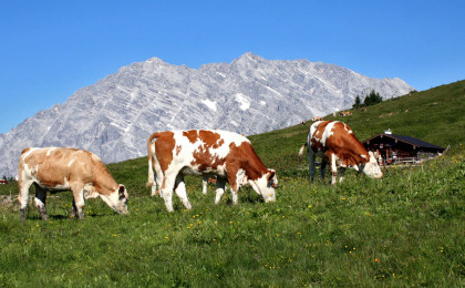 Almidylle im Nationalpark Berchtesgaden