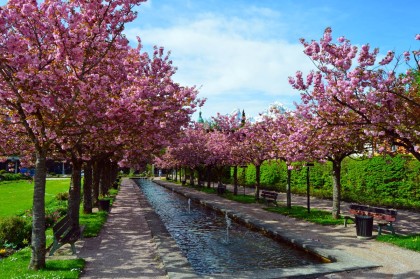 Blühende Kirschbäume im Kurgarten Berchtesgaden