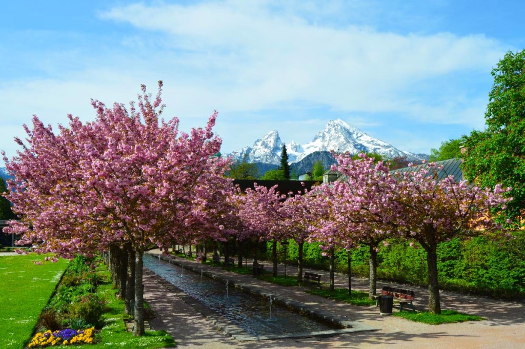 Kirschblüte in Berchtesgaden