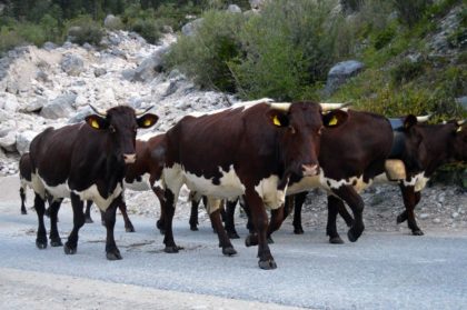 Unsere Pinzgauer Kühe